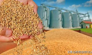 预计2020年的粮食价格