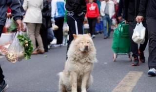 狗狗差我两个多小时视频