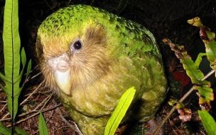 世界上飞行距离最远的鸟是什么鸟 世界上最安静的飞行鸟