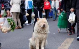 一两个月的小狗一个小时大约可以跑多少 狗狗差我两个多小时视频